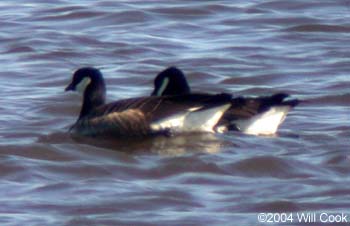 Cackling Goose (Branta hutchinsii minima)