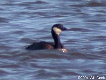 Cackling Goose (Branta hutchinsii minima)