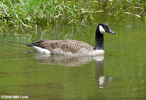 Canada Goose (Branta canadensis)