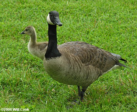 Canada Goose (Branta canadensis)