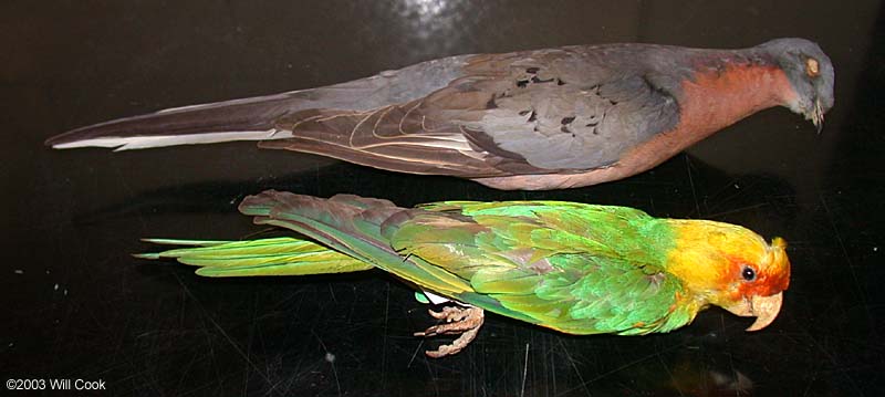Carolina Parakeet (Conuropsis carolinensis), Passenger Pigeon (Ectopistes migratorius)