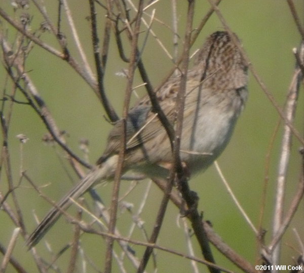 Cassin's Sparrow (Peucaea cassinii)