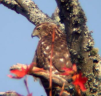 Cooper's Hawk (Accipiter cooperi)