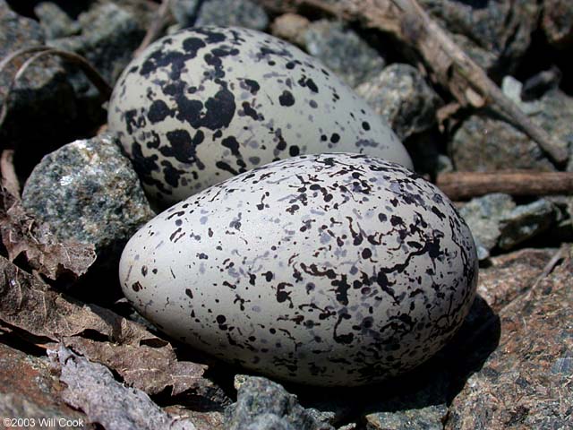 Killdeer (Charadrius vociferus) eggs