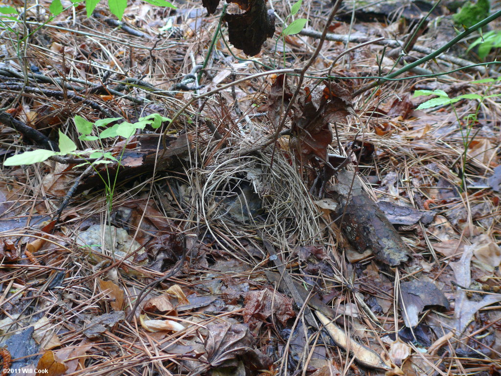 Ovenbird (Seiurus aurocapilla) nest