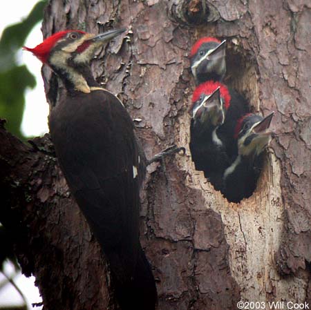 Pileated Woodpecker (Dryocopus pileatus) nest
