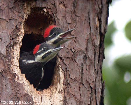 Pileated Woodpecker (Dryocopus pileatus) babies