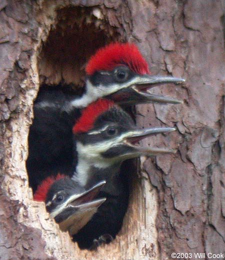 Pileated Woodpecker (Dryocopus pileatus) babies