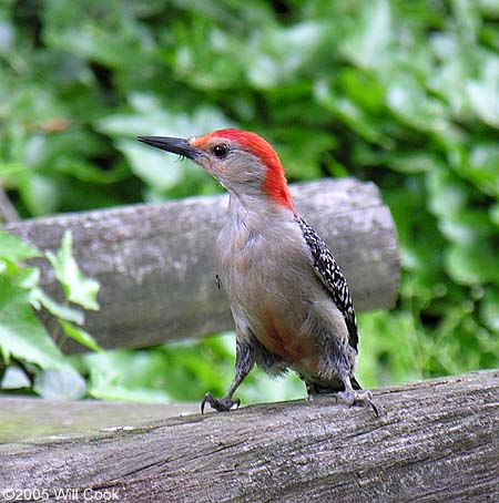 Red-bellied Woodpecker (Melanerpes carolinus)