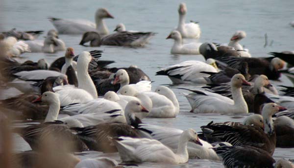 Chen caerulescens Snow Goose, Chen rossii Ross's Goose