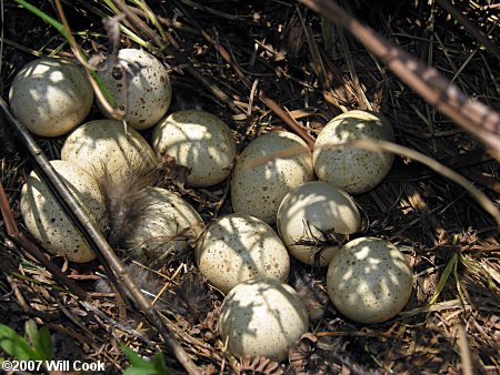 Wild Turkey (Meleagris gallopavo) nest eggs