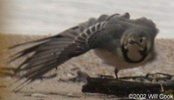 White Wagtail (Motacilla alba)