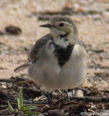 White Wagtail (Motacilla alba)