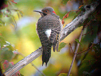 Northern (Yellow-shafted) Flicker (Colaptes auratus auratus)