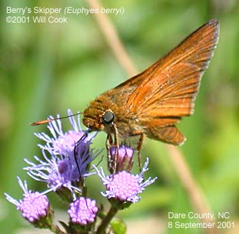 Berry's Skipper (Euphyes berryi)