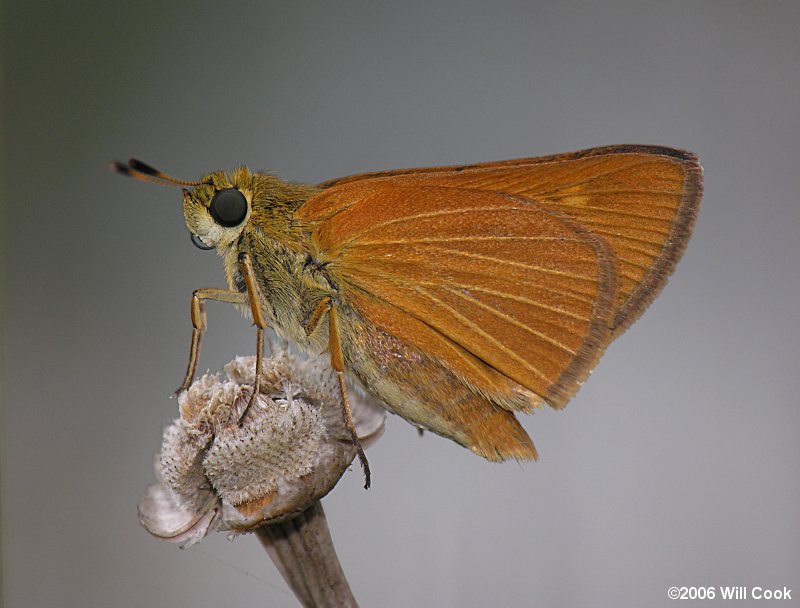 Berry's Skipper (Euphyes berryi)