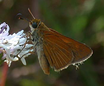 Berry's Skipper (Euphyes berryi)