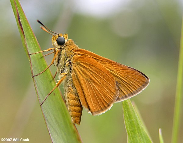 Berry's Skipper (Euphyes berryi)