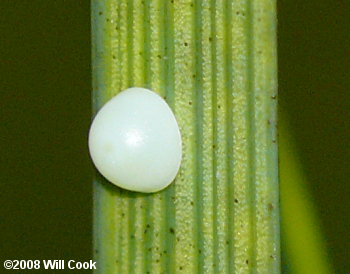 Berry's Skipper (Euphyes berryi) egg