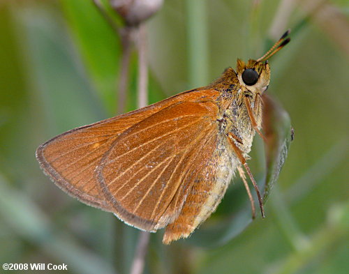 Berry's Skipper (Euphyes berryi)