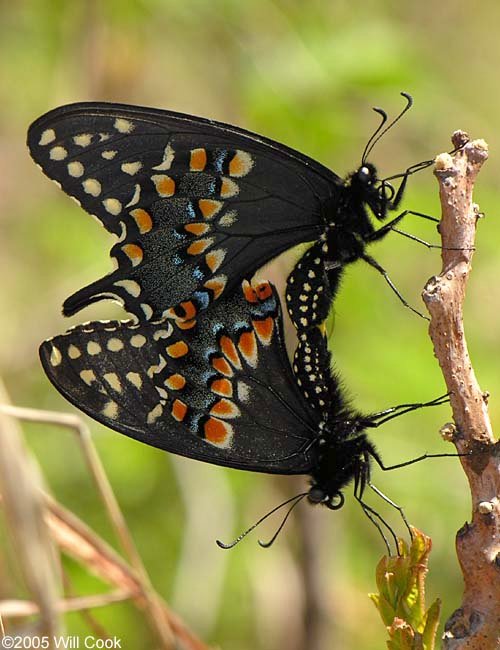 Black Swallowtail Butterfly