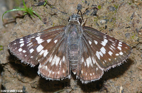 Common Checkered-Skipper (Pyrgus communis)
