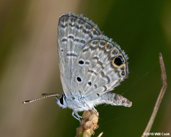 Ceraunus Blue (Hemiargus ceraunus)