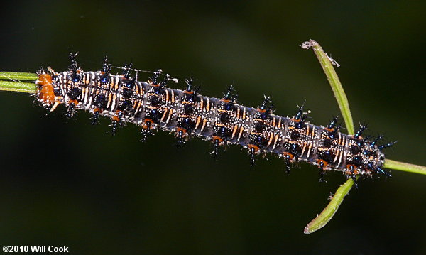 Common Buckeye (Junonia coenia) caterpillar