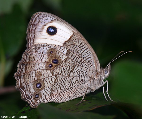 Common Wood-Nymph (Cercyonis pegala)