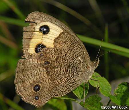 Common Wood-Nymph (Cercyonis pegala)