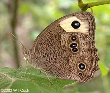 Common Wood-Nymph (Cercyonis pegala)