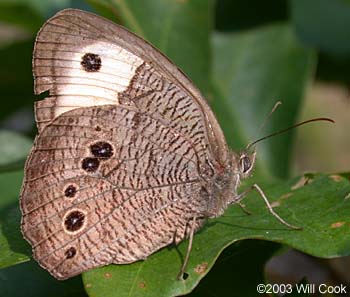 Common Wood-Nymph (Cercyonis pegala)