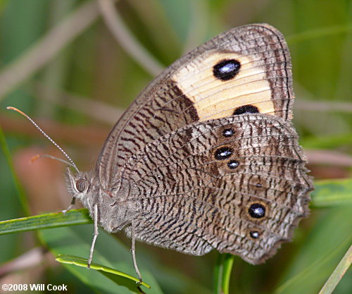 Common Wood-Nymph (Cercyonis pegala)