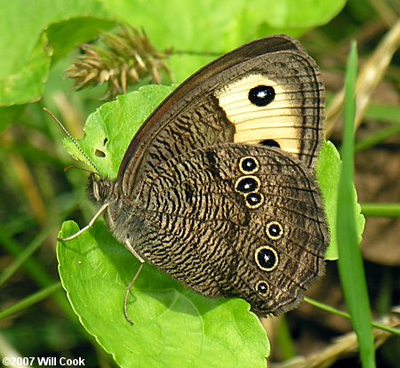 Common Wood-Nymph (Cercyonis pegala)