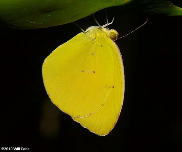 Dina Yellow (Eurema/Pyrisitia dina)