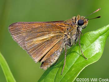 Dion Skipper (Euphyes dion)