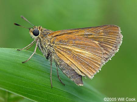 Dion Skipper (Euphyes dion)