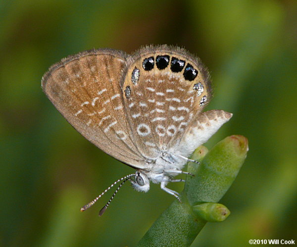 Eastern Pygmy-Blue (Brephidium pseudofea)