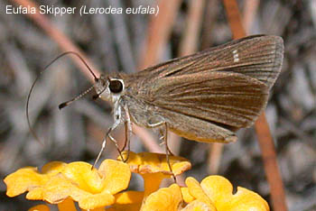 Eufala Skipper (Lerodea eufala)