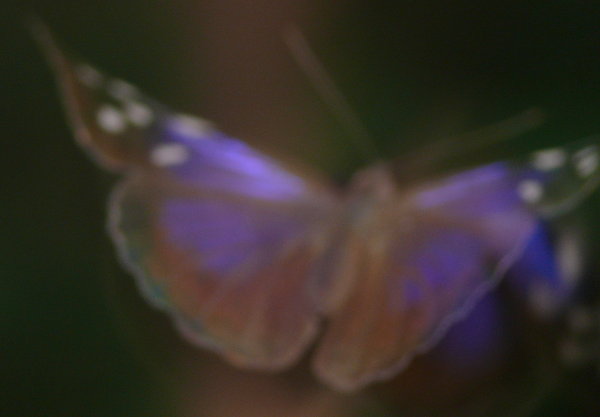 Florida Purplewing (Eunica tatila)