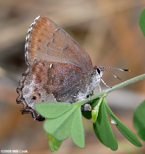 Frosted Elfin (Callophrys irus) ovipositing on Baptisia