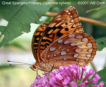 Great Spangled Fritillary (Speyeria cybele)