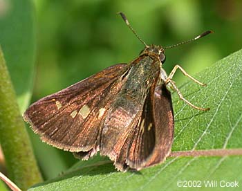 Little Glassywing (Pompeius verna)