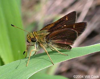 Little Glassywing (Pompeius verna)