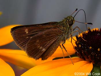 Little Glassywing (Pompeius verna)