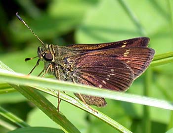 Little Glassywing (Pompeius verna)