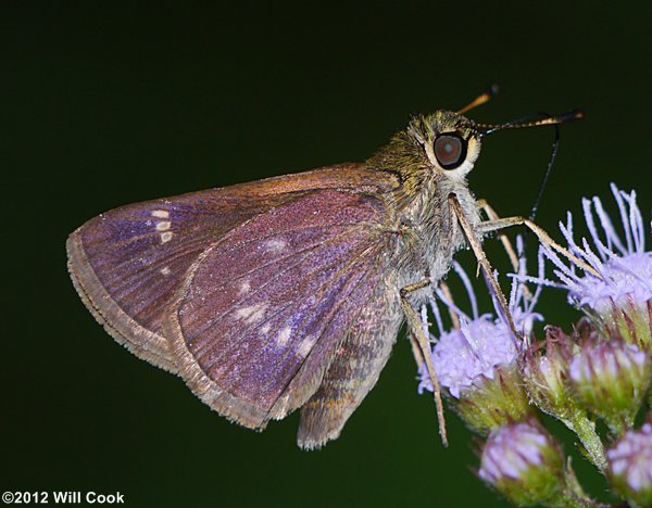 Little Glassywing (Pompeius verna)