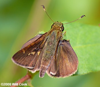 Little Glassywing (Pompeius verna)