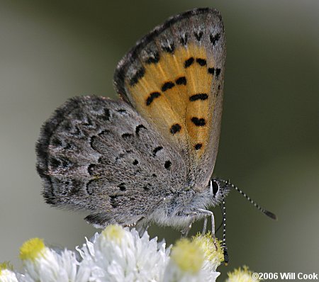 Mariposa Copper (Lycaena mariposa)