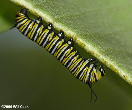 Monarch (Danaus plexippus) caterpillar
